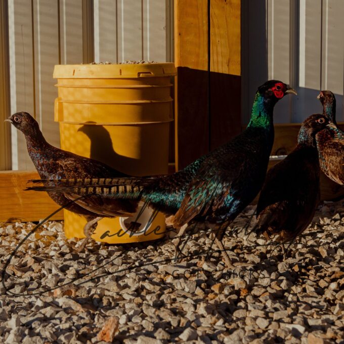 Melanistic Pheasant - Image 4