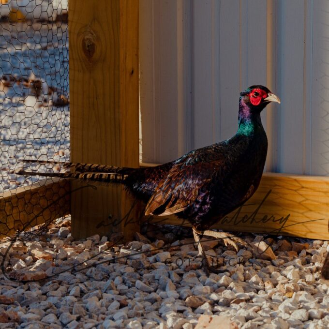Melanistic Pheasant - Image 3