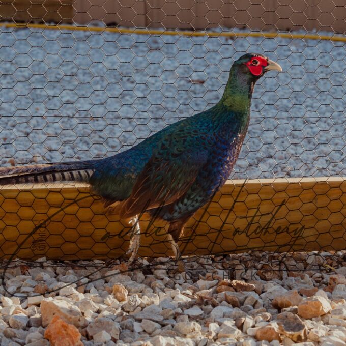 Melanistic Pheasant - Image 2