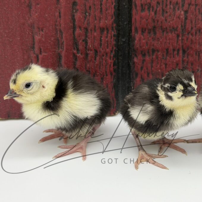 Melanistic Pheasant Chicks