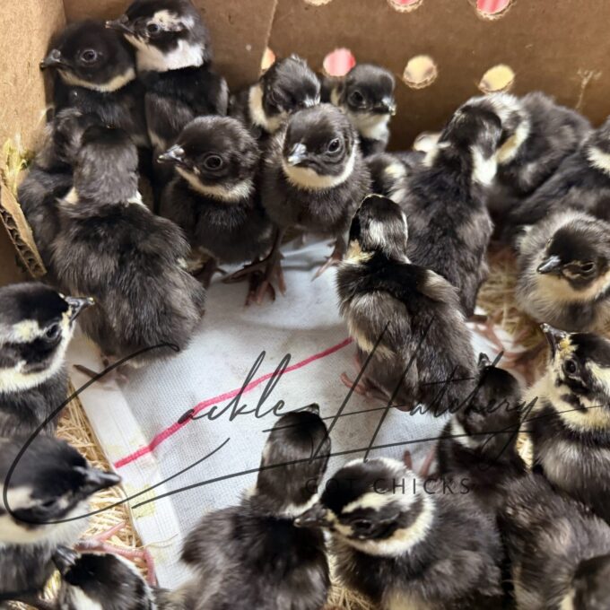 Melanistic Pheasant Chick in a box