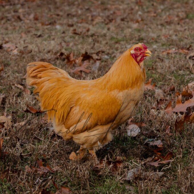 Buff Chantecler Chicken