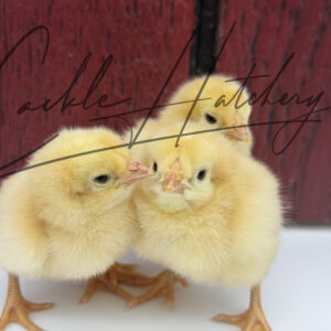 Buff Chantecler baby chick with solid buff-colored fluffy down feathers.