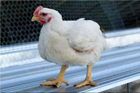 Homegrown Cornish Cross Broiler Chicken from Cackle Hatchery