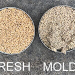 Fresh versus moldy chicken feed