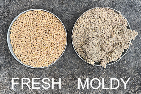 Fresh versus moldy chicken feed