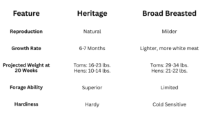 Major Differences Between Heirloom and Broad Breasted Turkeys