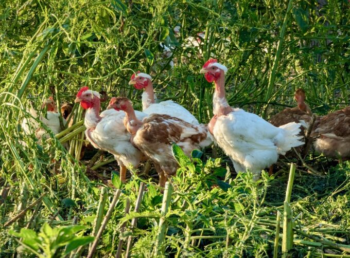 Pioneer Broiler Chickens