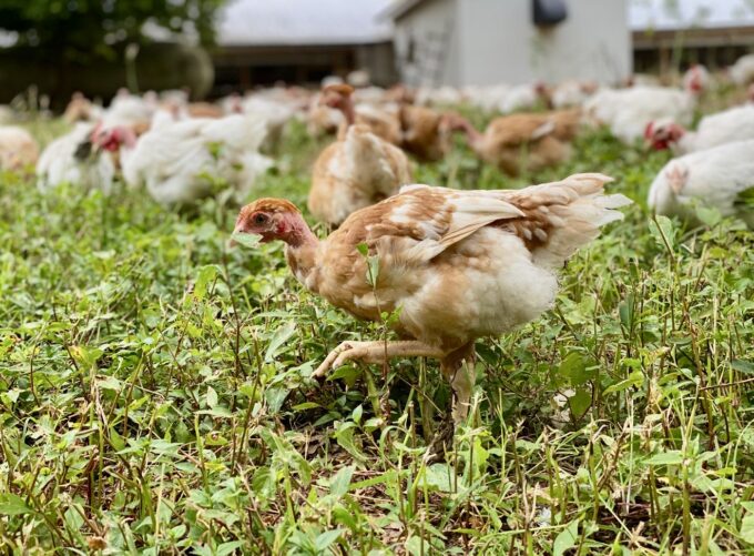 Pioneer Broiler Chickens