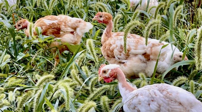 Pioneer Broiler Chickens