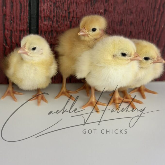 Pioneer Broiler Chicks