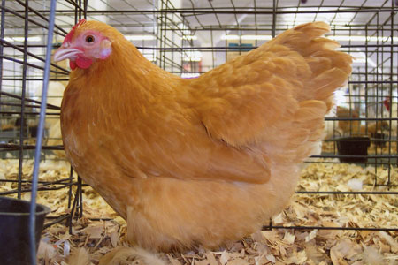 Buff Orpington