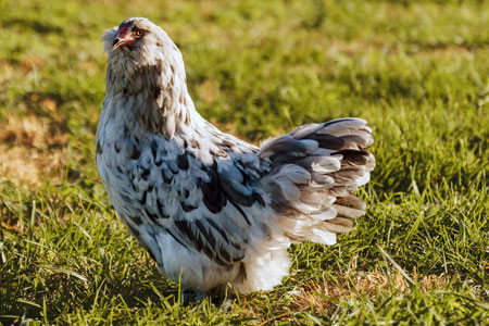 Splash Ameraucana Chicken walking around in the grass