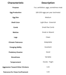 What is an Ameraucana Chicken