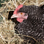 Chicken laying down in coop