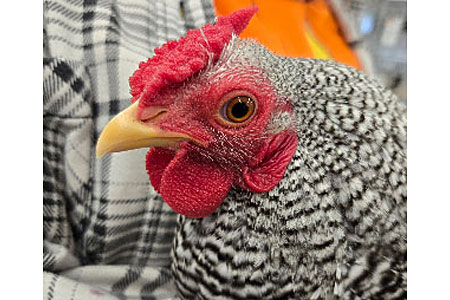 Dominique Bantam Chicken