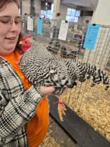 Madzy Suess and bantam Dominique Steve’s Lava Chicken