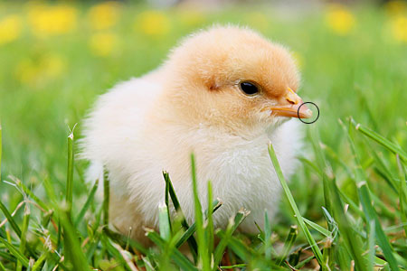Photo of baby chick with egg tooth circled