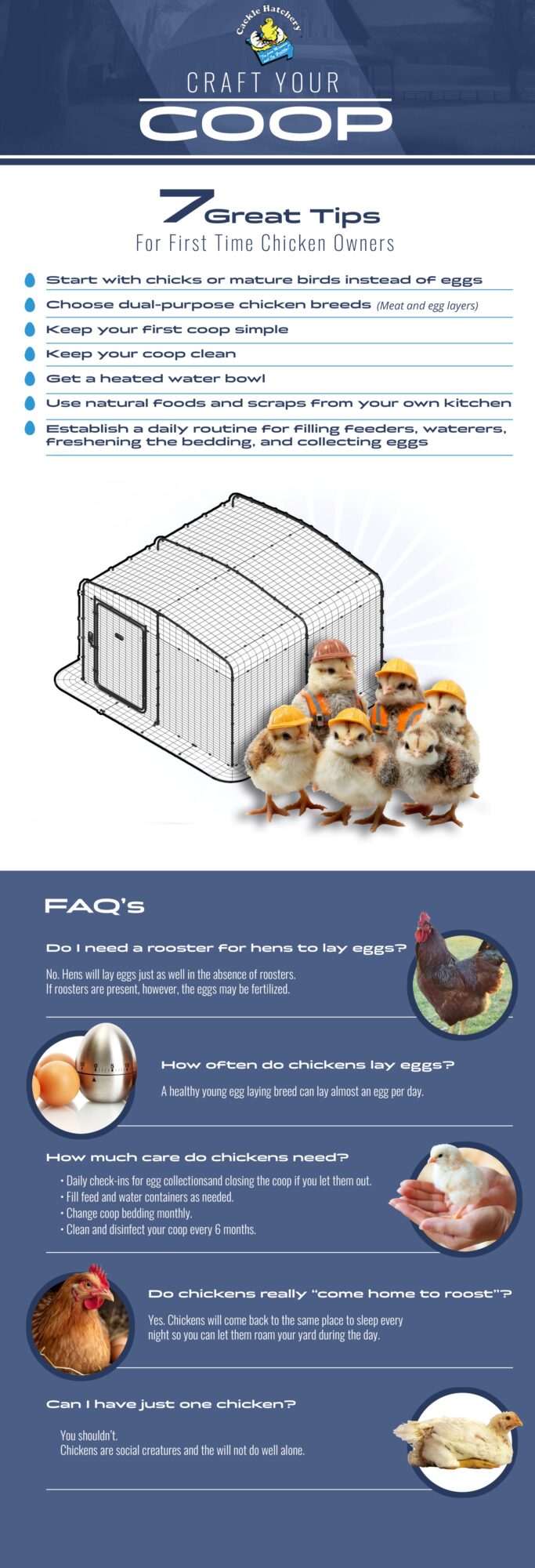 Infographic showing 7 essential tips for first-time chicken owners, including coop setup, daily care, feeding, and beginner chicken care FAQs.