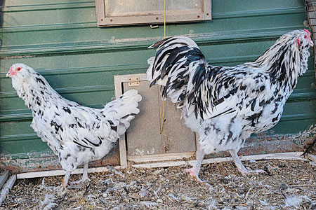 Two Ermine Ameraucanas chickens