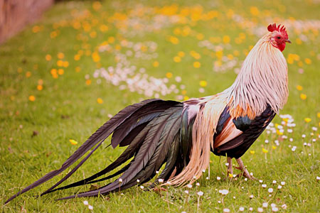 Golden Duckwing Phoenix