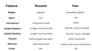 How to tell a male from female Chantecler