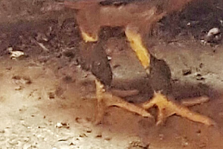 Mud balls on chicken ankles