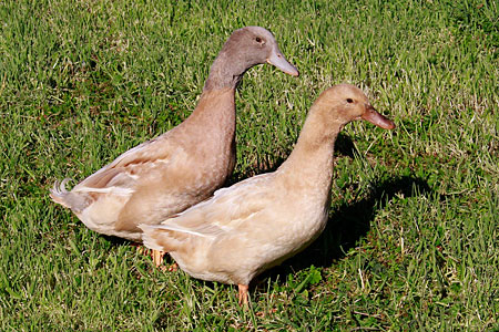 Heritage Buff Duck