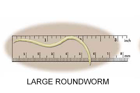 Large roundworm