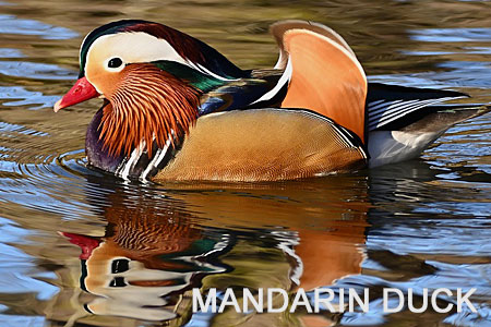 Mandarin Duck