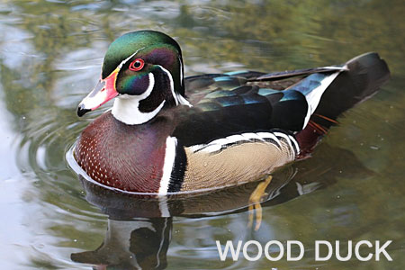 Wood-Duck