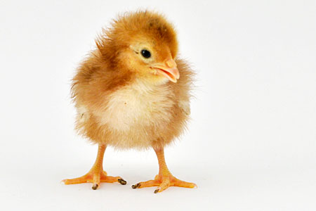 How to Remove Mud Balls from a Chicken’s Toes and Shanks