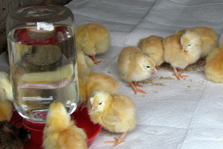 Chicks drinking water