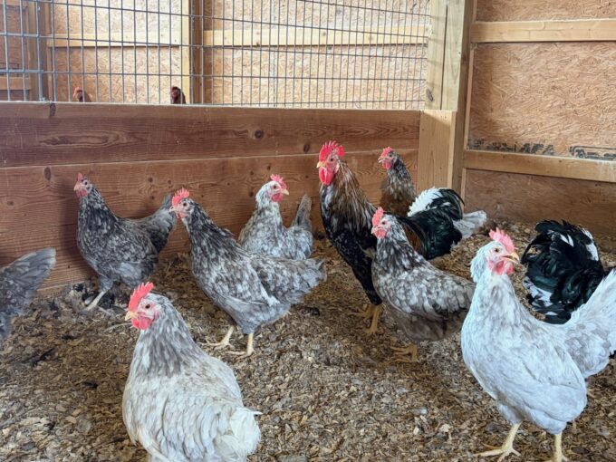 Swedish Flower Hen - Image 4