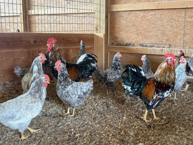 Swedish Flower Hen - Image 5