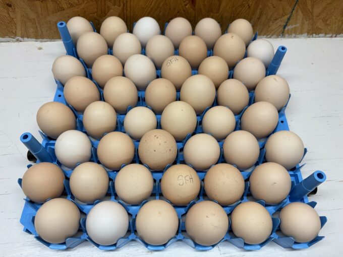 Swedish Flower Hen - Image 2