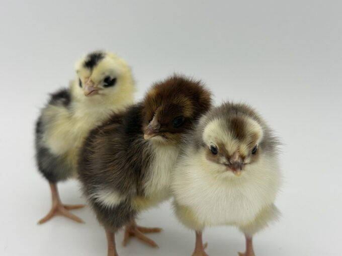 Swedish Flower Hen
