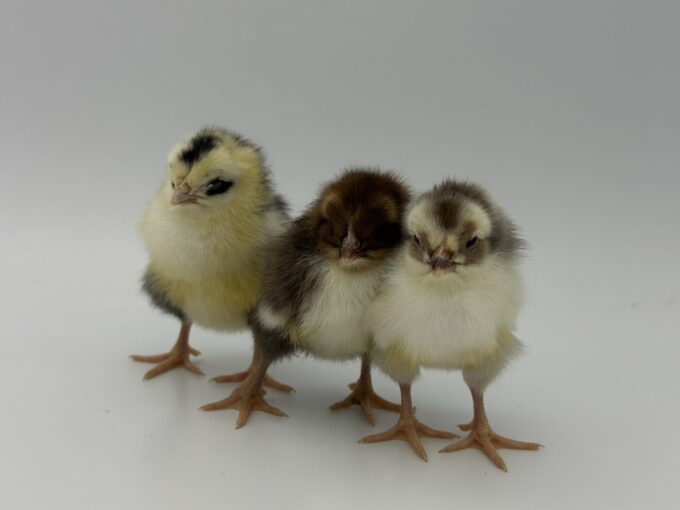 Swedish Flower Hen
