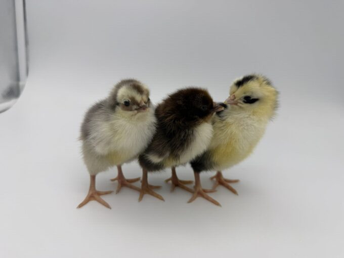 Swedish Flower Hen