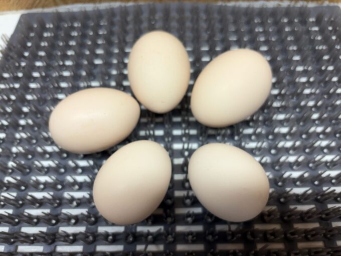 Swedish Flower Hen - Image 3