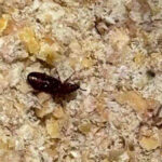 Weevil in chicken feed