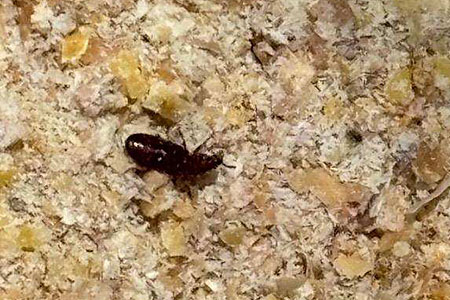 Weevil in chicken feed
