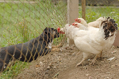 Three chickens staring at dog through fence