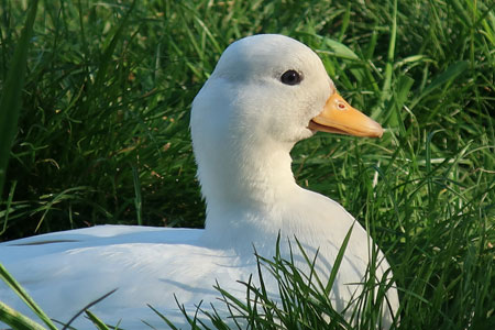 White Call Duck