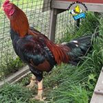 Aseel rooster