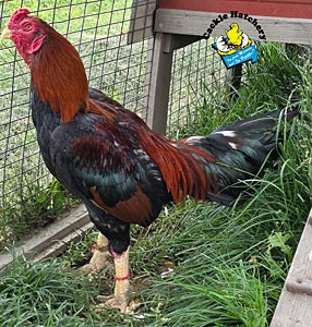 Aseel rooster