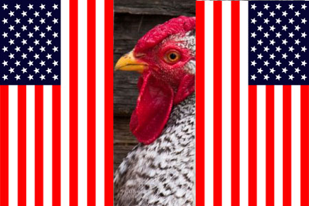 Dominique chicken with American flags