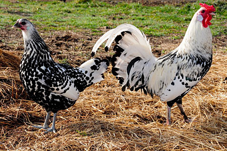 Hamburg chickens