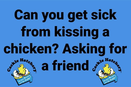 Can you get sick from kissing a chicken? Asking for a friend graphic