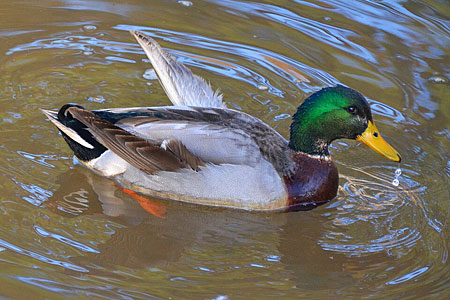 Mallard with Angel Wing